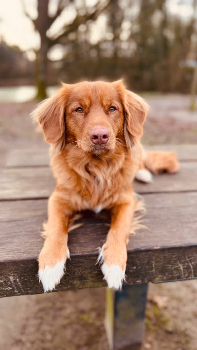 Balou, onze Nova Scotia Duck Tolling Retriever