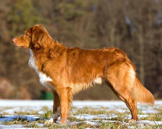 Nova Scotia Duck Tolling Retriever staand in het gras
