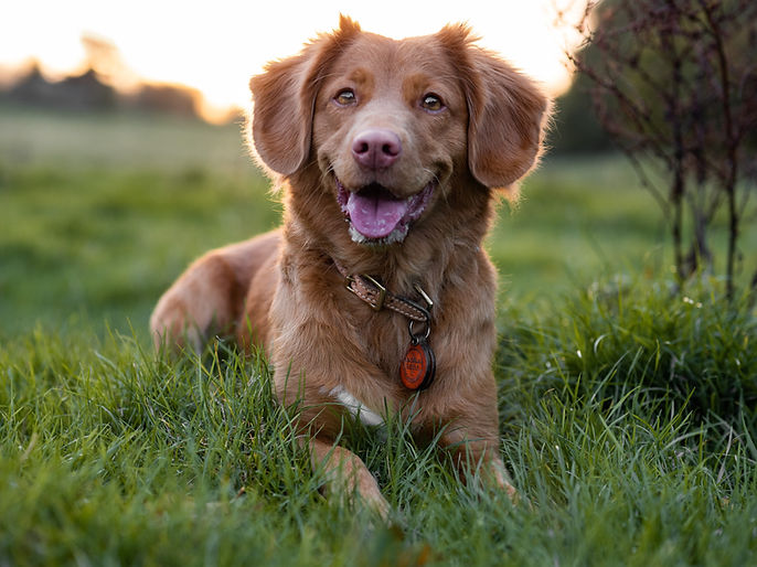 Nova Scotia Duck Tolling Retriever van dichtbij