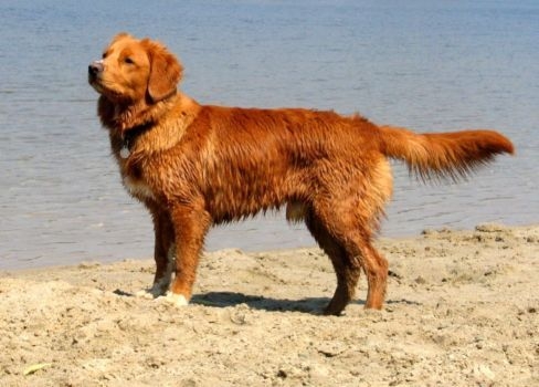 Toller in de natuur