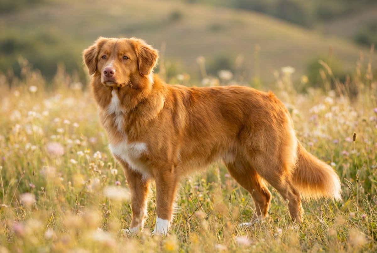 Volwassen Nova Scotia Duck Tolling Retriever